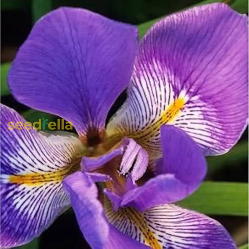 Iris Blue Flower Seeds For Planting - Stunning Perennial Blooms