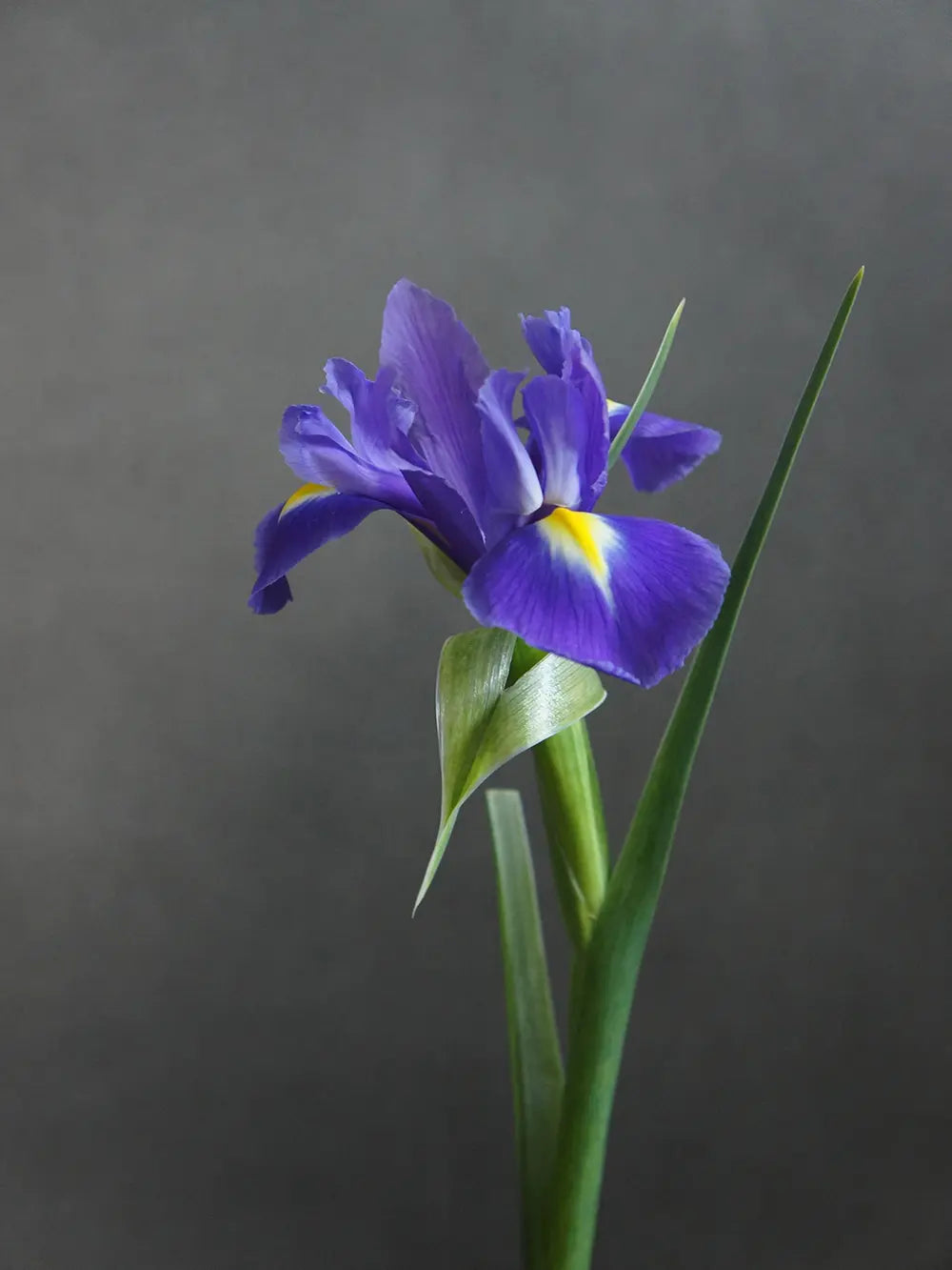Blue Narcissus Flower Seeds for Planting Compact Growth Heirloom & GMO Free Seeds for Home Garden
Sale
