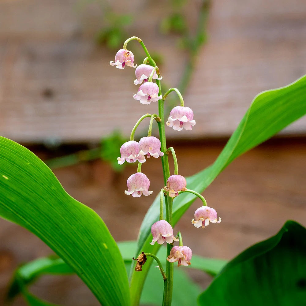 Pink Lily of the Valley Seeds for Planting Beautiful Perennial Flower Seeds