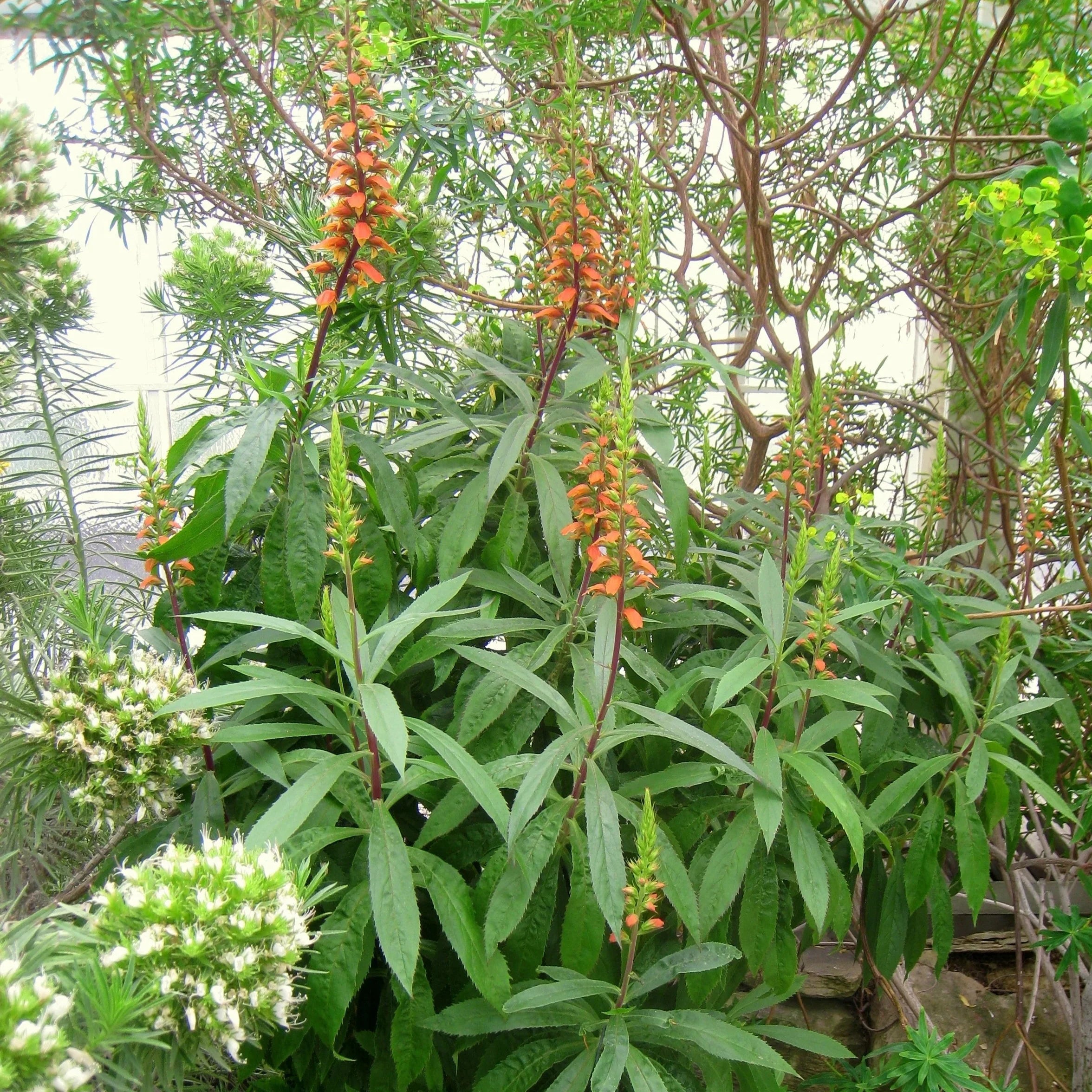 Isabelliana Flower seeds blooming in flower beds, containers, borders, and pollinator-friendly gardens