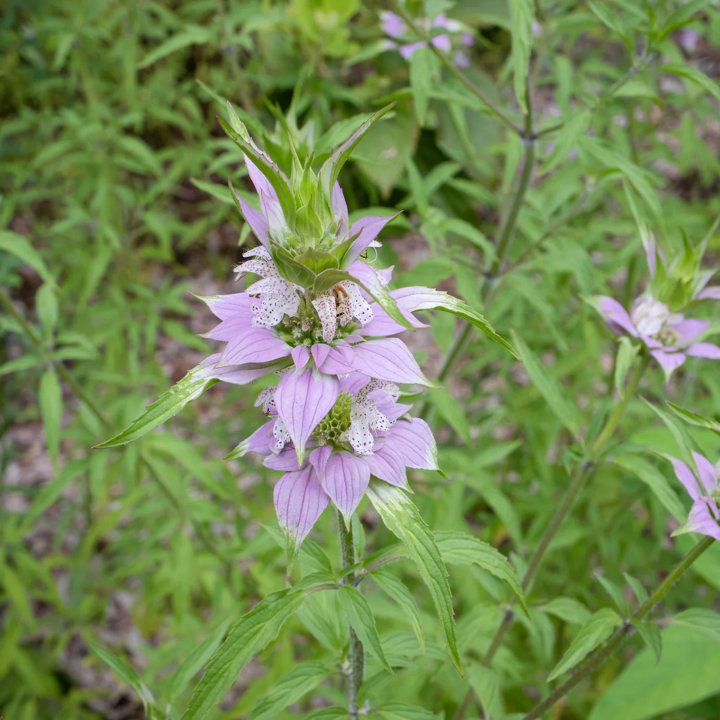 Purple Monarda Punctata Seeds for Planting Vibrant Perennial Blooms