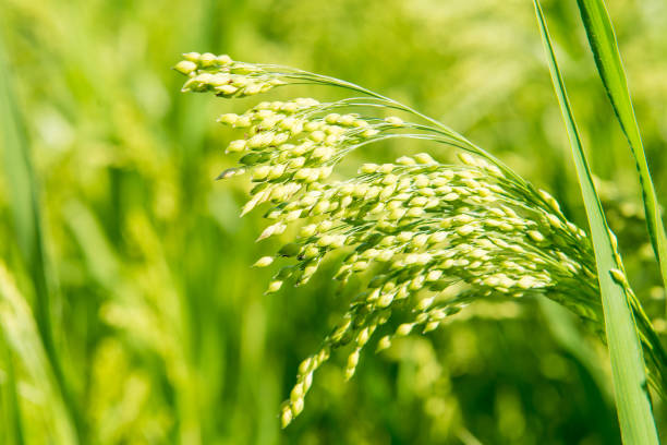 White Proso Millet Flower seeds for Planting - Cottage Garden Essential, Heirloom & GMO Free Seeds for Home Garden
Sale seeds for home garden