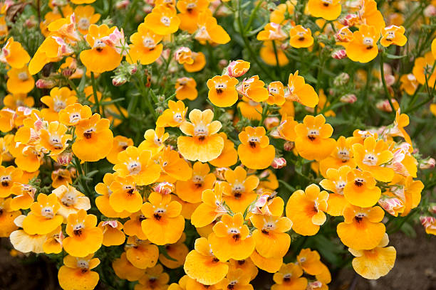 Yellow Nemesia Flower seeds for Planting - Colorful Display, Heirloom & GMO Free Seeds for Home Garden