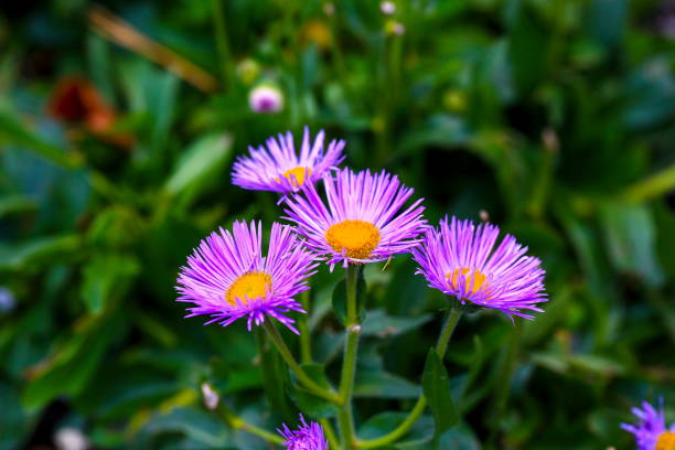 Lavender Erigeron Flower seeds for Planting - Drought Tolerant, Heirloom & GMO Free Seeds for Home Garden