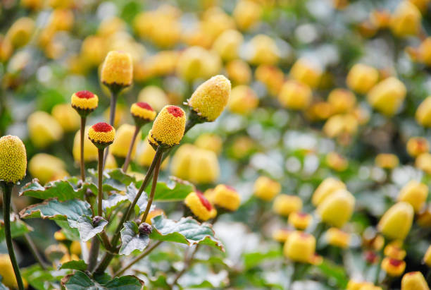 Spilanthes Oleracea Flower seeds for Planting Sun Loving Heirloom & GMO Free Seeds for Home Garden