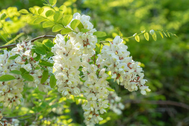 White Acacia Perennial Flower Seeds for Planting Pollinator Friendly Heirloom & GMO Free Seeds for Home Garden
Sale