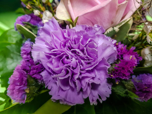 Lavender Carnation Flower seeds for Planting - Wildflower Mix, Heirloom & GMO Free Seeds for Home Garden