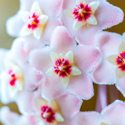 Pink White Hoya Carnosa Flower Seeds for Planting Bright Blooms Heirloom & GMO Free Seeds for Home Garden
Sale