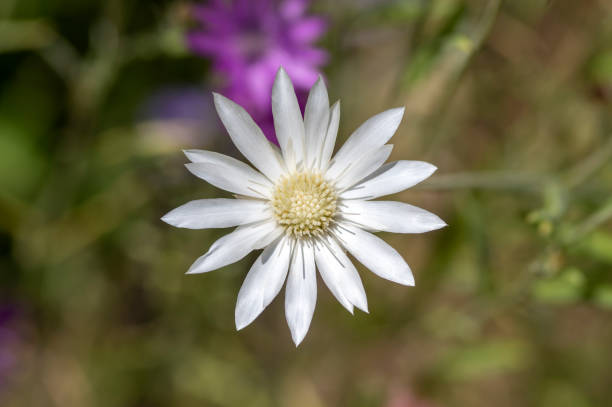 Xeranthemum annum Flower seeds for Planting - Easy to Grow, Heirloom & GMO Free Seeds for Home Garden