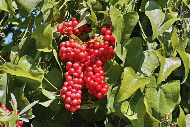 Sarsaparilla Fruit Planting Seeds - Grow Your Own Perennial Climbing Vine