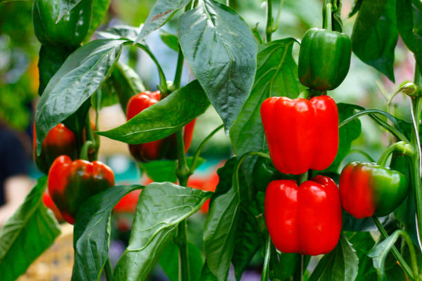 Cal Wonder Pepper Seeds for Easy Planting