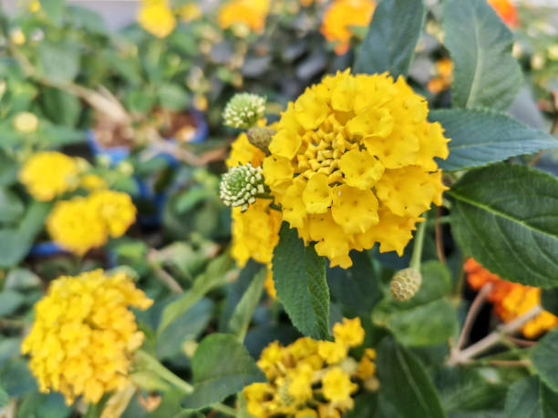 Yellow Verbena Didyma Flower seeds for Planting - Compact Growth, Heirloom & GMO Free Seeds for Home Garden