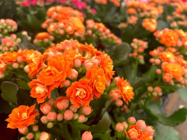 Multi-Color Kalanchoe Flower seeds for Planting - Bright Blooms, Heirloom & GMO Free Seeds for Home Garden