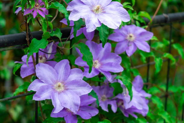 Purple Clematis Flower seeds for Planting - Bright Blooms, Heirloom & GMO Free Seeds for Home Garden