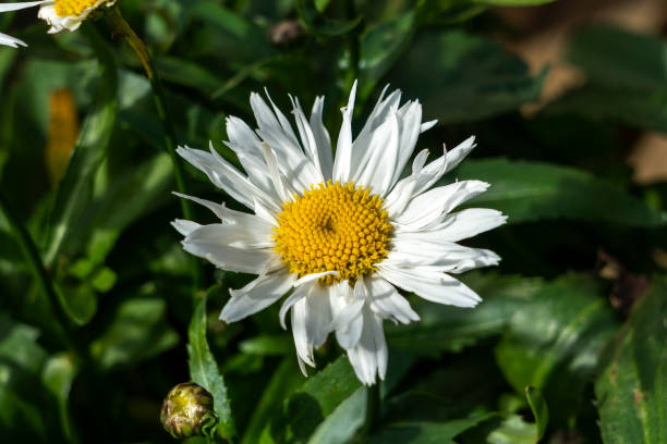 White Leucanthem Flower seeds for Planting - Seasonal Bloomer, Heirloom & GMO Free Seeds for Home Garden