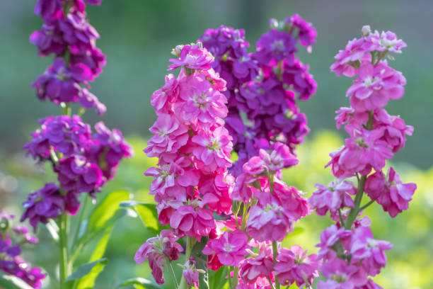 Blue Gilly Flower seeds for Planting - Drought Tolerant, Heirloom & GMO Free Seeds for Home Garden