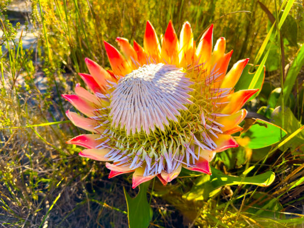 Orange Protea Flower seeds for Planting - Cottage Garden Essential, Heirloom & GMO Free Seeds for Home Garden