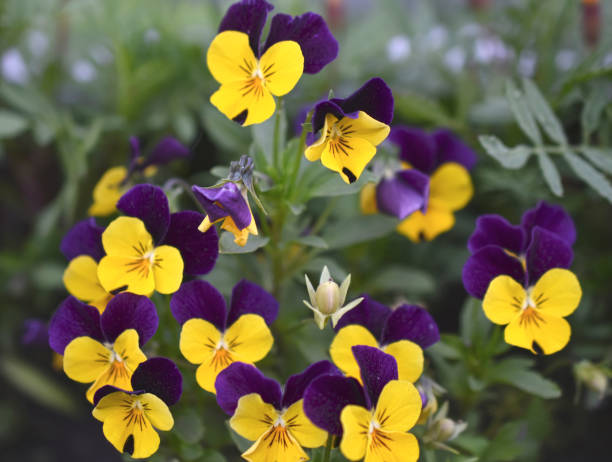 Wavy Viola Tricolor Flower Seeds: Vibrant Blossoms for a Colorful Garden Display