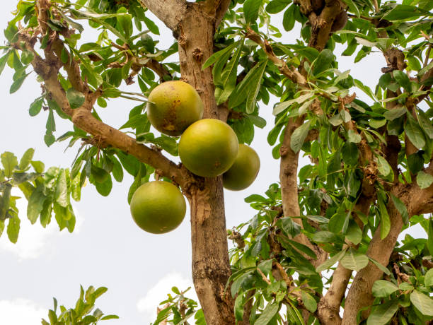 Green Aegle Marmelos Seeds for Planting