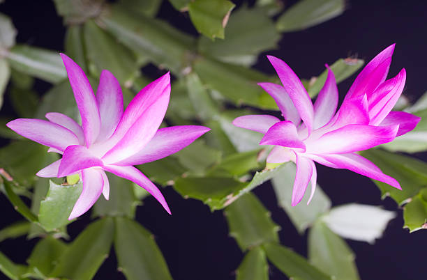 Violet Zygocactus Truncatus Flower seeds for Planting - Compact Growth, Heirloom & GMO Free Seeds for Home Garden