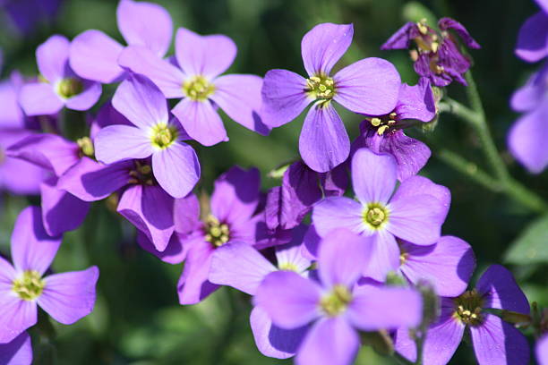 Blaukissen Flower seeds for Planting - Long Bloom Season, Heirloom & GMO Free Seeds for Home Garden