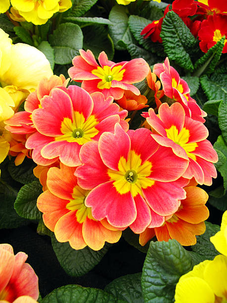 Orange Primrose Flower seeds for Planting - Sun Loving, Heirloom & GMO Free Seeds for Home Garden