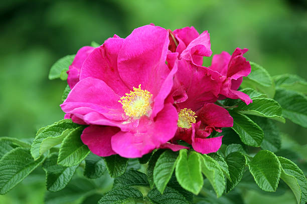 Rosa Rugosa Flower seeds for Planting - Low Maintenance, Heirloom & GMO Free Seeds for Home Garden
