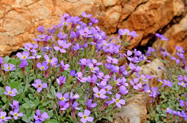 Blaukissen Flower seeds for Planting - Long Bloom Season, Heirloom & GMO Free Seeds for Home Garden