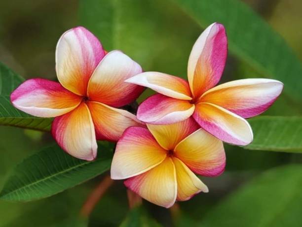 Orange Frangipani Flower seeds for Planting - Garden Favorite, Heirloom & GMO Free Seeds for Home Garden
