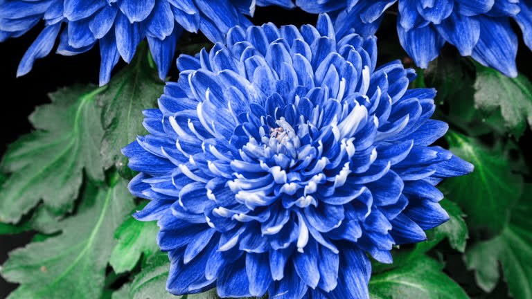 Sky Blue Chrysanthemum Flower seeds for Planting - Cottage Garden Essential, Heirloom & GMO Free Seeds for Home Garden
