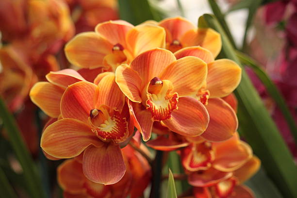 Orange Mini Orchid Flower seeds for Planting - Seasonal Bloomer, Heirloom & GMO Free Seeds for Home Garden