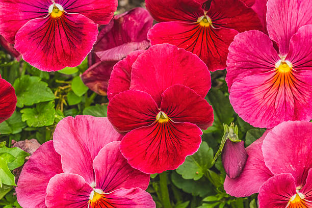 Pink Red Pansy Flower Seeds for Planting Long Bloom Season Heirloom & GMO Free Seeds for Home Garden
Sale