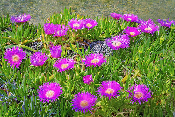 Carpobrotus Flower seeds for Planting - Cottage Garden Essential, Heirloom & GMO Free Seeds for Home Garden