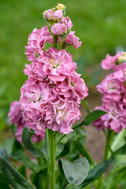 Blue Gilly Flower seeds for Planting - Drought Tolerant, Heirloom & GMO Free Seeds for Home Garden