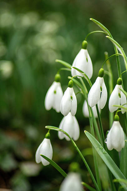 White Galanthus Nivalis Flower seeds for Planting - Pollinator Friendly, Heirloom & GMO Free Seeds for Home Garden