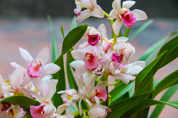 Pink & White Cymbidium Orchid Flower seeds for Planting - Perfect for Borders, Heirloom & GMO Free Seeds for Home Garden