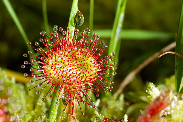 Green Hardy Sundew Flower seeds for Planting - Garden Favorite, Heirloom & GMO Free Seeds for Home Garden