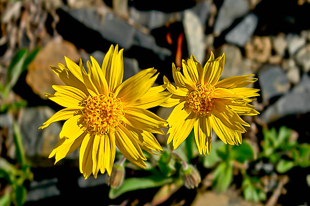 Yellow Mountain Arnica Flower seeds for Planting - Garden Favorite, Heirloom & GMO Free Seeds for Home Garden