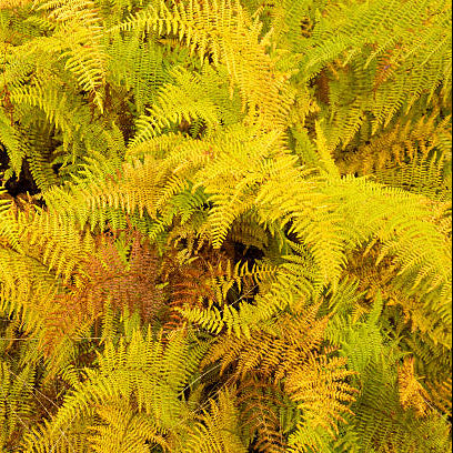 Yellow Fern Pteridophyta for Planting Sun Loving Heirloom & GMO Free Seeds for Home Garden
Sale