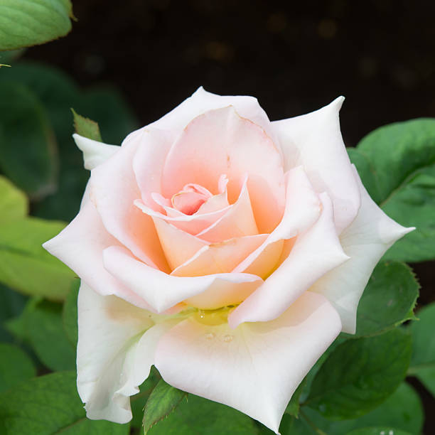 Pink Dawn Rose Flower seeds for Planting - Perfect for Borders, Heirloom & GMO Free Seeds for Home Garden