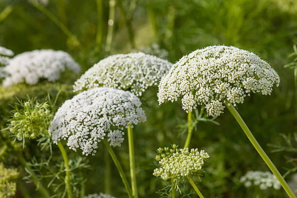Zanahoria Silvestre Flower seeds for Planting - Pollinator Friendly, Heirloom & GMO Free Seeds for Home Garden