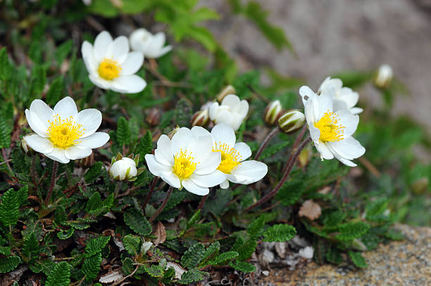 White Burren Flower seeds for Planting - Garden Favorite, Heirloom & GMO Free Seeds for Home Garden