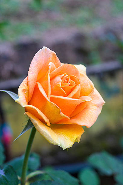 Light Orange Rose Flower seeds for Planting - Sun Loving, Heirloom & GMO Free Seeds for Home Garden