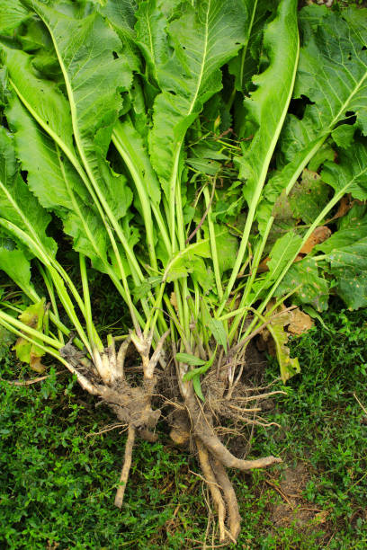 Rustikana Cochlearia Plant Seeds for Your Garden Premium Quality Flower Seeds