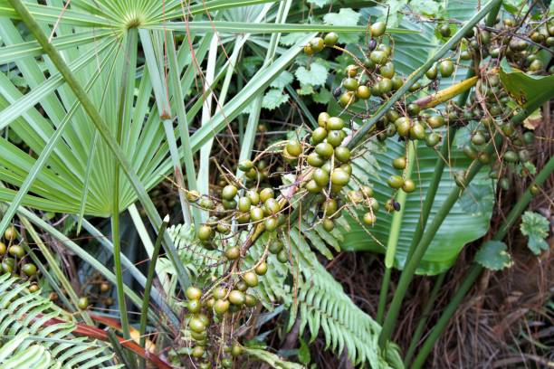 Green Saw Palmetto (Serenoa Repens) American Dwarf Palm Tree Shrub Edible Fruit Sun or Shade Seeds Fruit Seeds for Home Gardens, Containers & Outdoor Growing