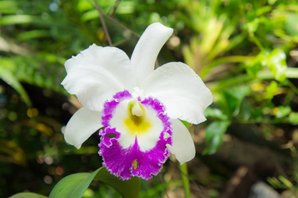 Cattleya Flower seeds for Planting - Low Maintenance, Heirloom & GMO Free Seeds for Home Garden