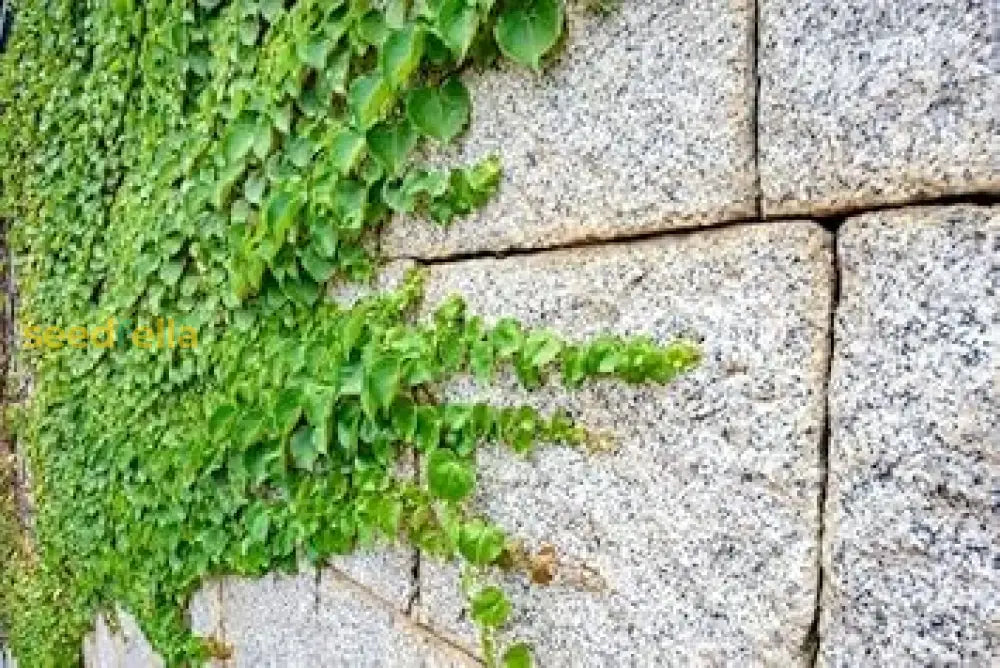 Ivy Seeds For Planting High-Quality Plant Seeds