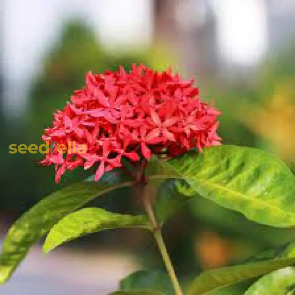Ixora Red Flower Seeds For Planting Vibrant Blossoms Your Garden