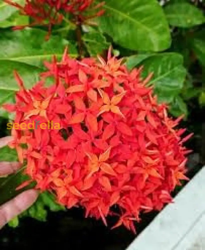 Ixora Red Flower Seeds For Planting Vibrant Blossoms Your Garden