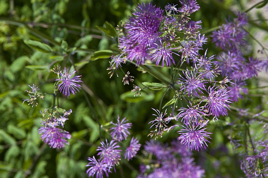 MeadowRue Flower seeds blooming in flower beds, containers, borders, and pollinator-friendly gardens